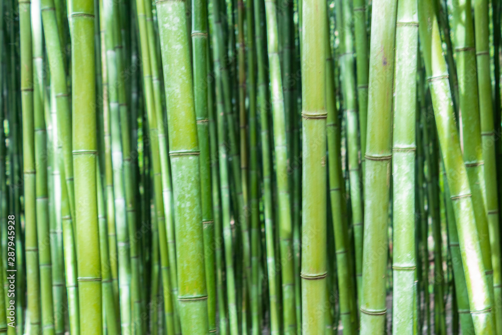 a bamboo forest in Pobal, in Vizcaya. Basque Country a bamboo forest in Pobal, in Vizcaya. Basque Country