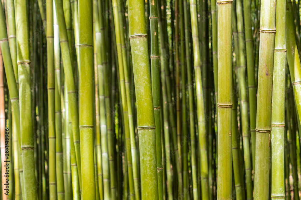 a bamboo forest in Pobal, in Vizcaya. Basque Country a bamboo forest in Pobal, in Vizcaya. Basque Country