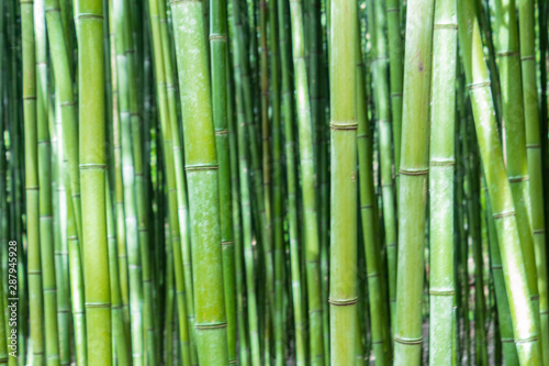 Fototapeta Naklejka Na Ścianę i Meble -  a bamboo forest in Pobal, in Vizcaya. Basque Country