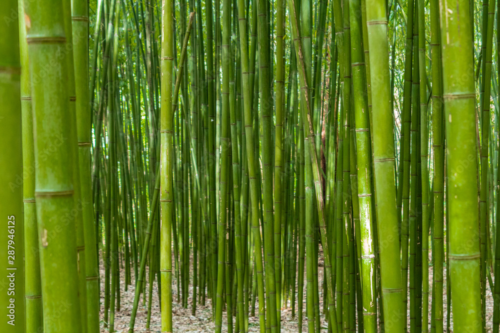 a bamboo forest in Pobal, in Vizcaya. Basque Country a bamboo forest in Pobal, in Vizcaya. Basque Country