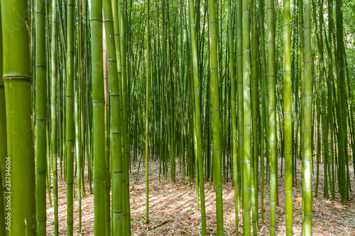 a bamboo forest in Pobal  in Vizcaya. Basque Country