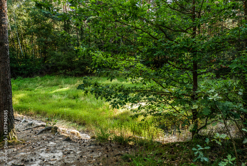 Fototapeta Naklejka Na Ścianę i Meble -  Spaziergang durch den Tennenloher Forst an einem Nachmittag