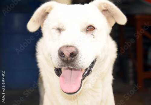 Portrait of a street dog with blinking eye