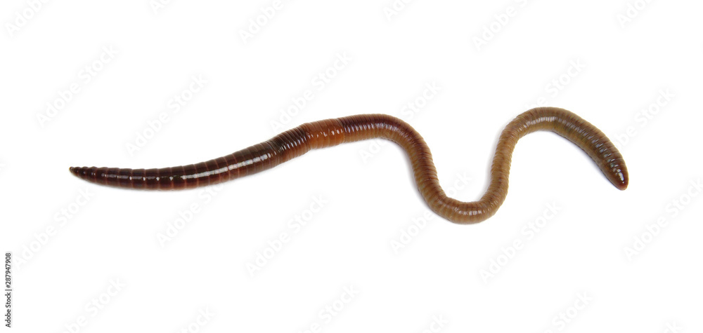 animal earth worm isolated on white animal earth worm isolated on white