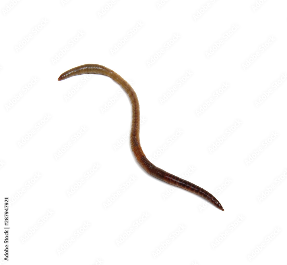 Earth worm isolated on white Earth worm isolated on white