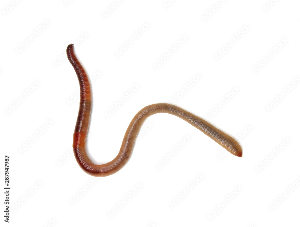 Earth worm isolated on white Earth worm isolated on white