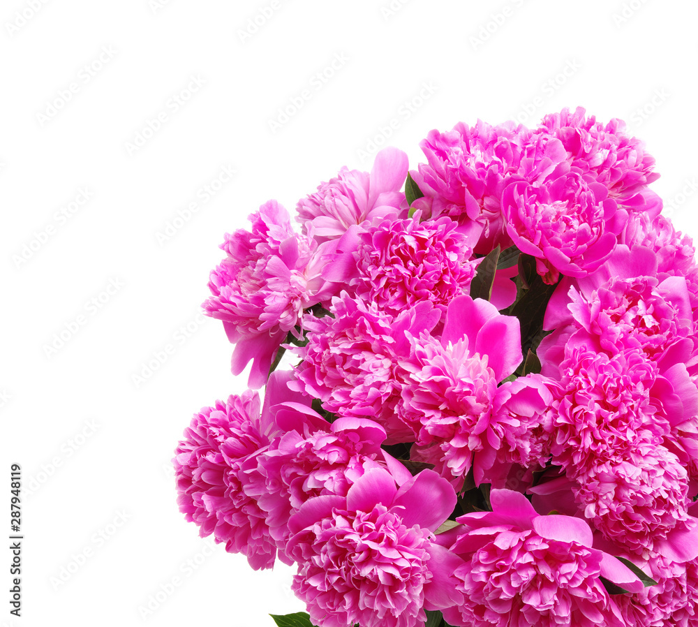 Pink peony isolated on white Pink peony isolated on white
