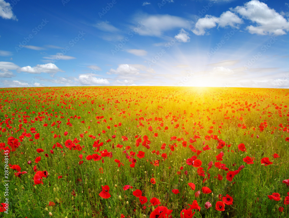 Red poppies on field