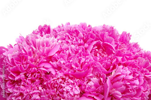 Pink peony isolated on white © Alekss