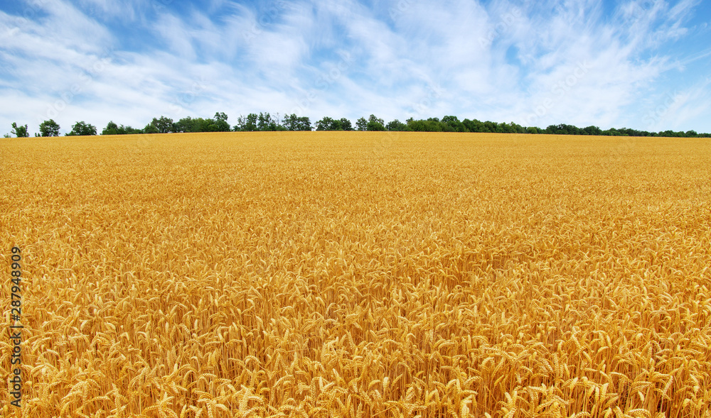 Naklejka premium Wheat field and sun