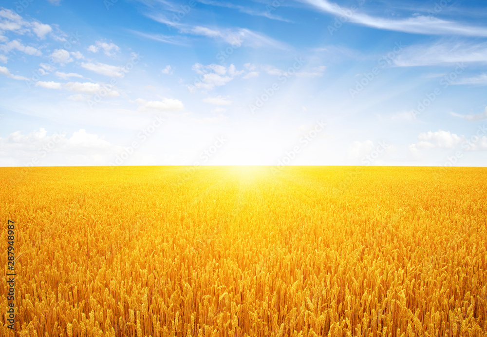 Wheat field and sun