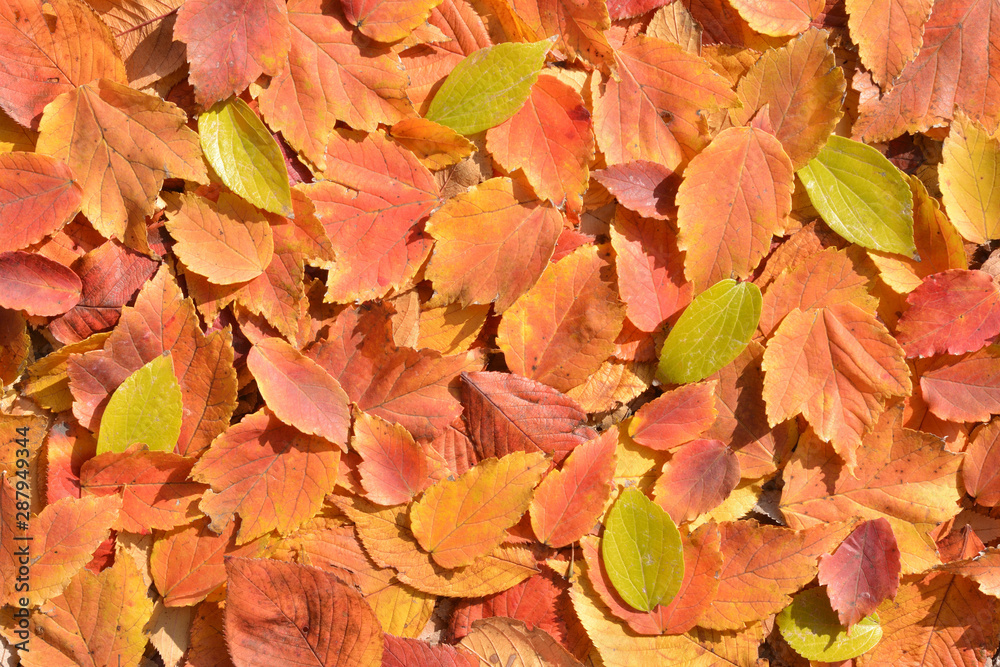 Autumn leaves background Autumn leaves background
