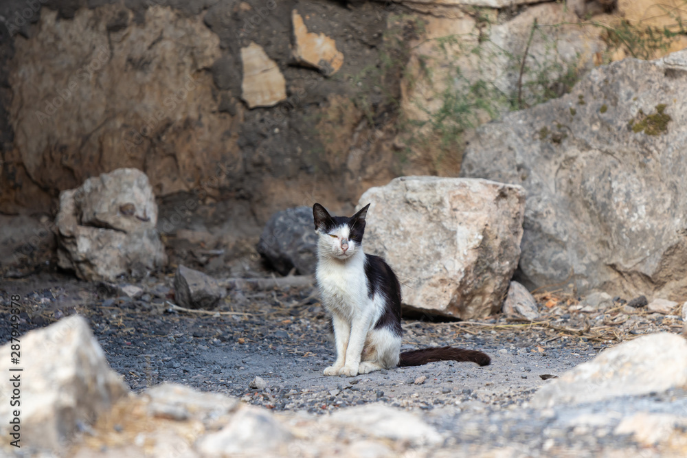 Wild black and white cat sits in stones and carefully looks out for prey. Wild black and white cat sits in stones and carefully looks out for prey.