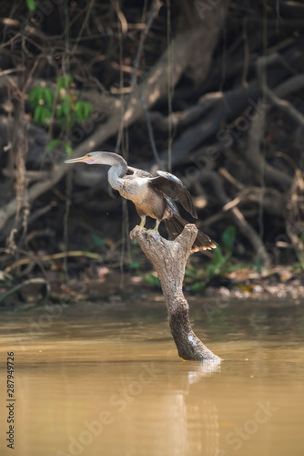 Anhinga on the banks of the river cuiaba, Mato Grosso, Pantanal, Brazil