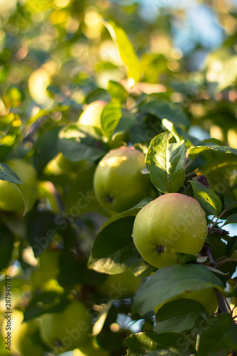 Juicy green apples on a branch of an Apple tree