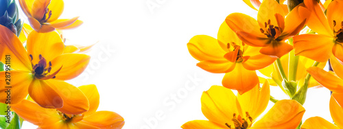 Panel kuchenny z motywem Tło z wolną przestrzenią otoczoną kwiatami. Żółte kwiaty na białym tle.