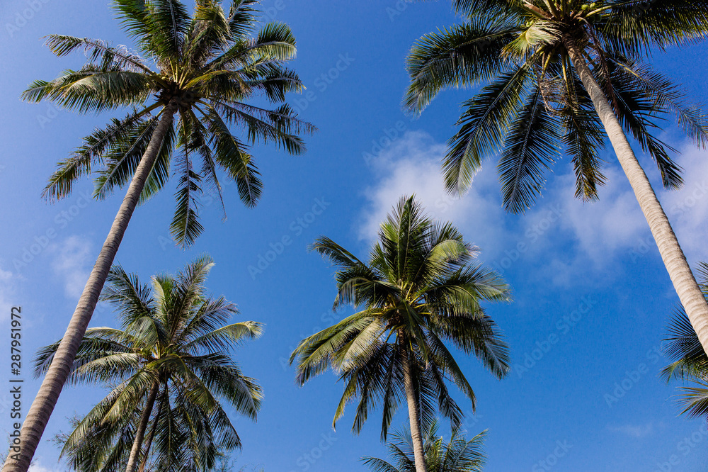 coco trees against blue sky