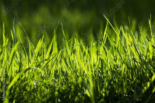 Close up on Vibrant uncut green grass meadow, selective focus background blur effect