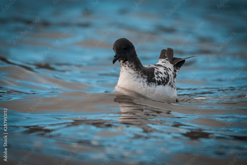 Cape petrel swimming in Antarctic waters. Cape petrel swimming in Antarctic waters.