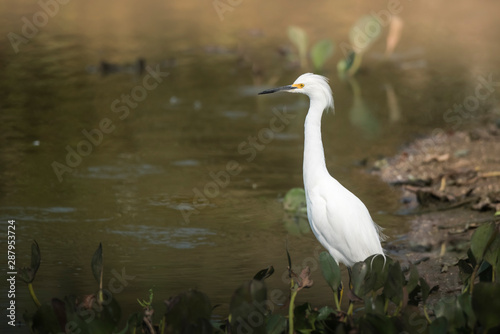  Snowy Egret in wetland environment, Pantanal,Brazil