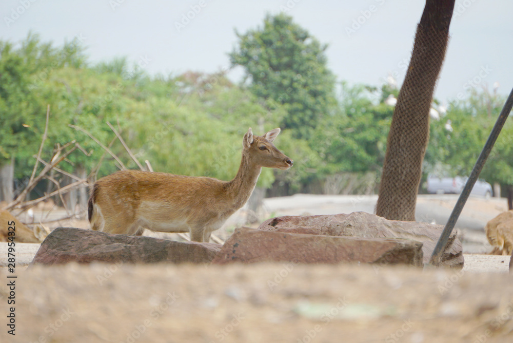 Fototapeta premium Just Chillin' Female Fallow Deer