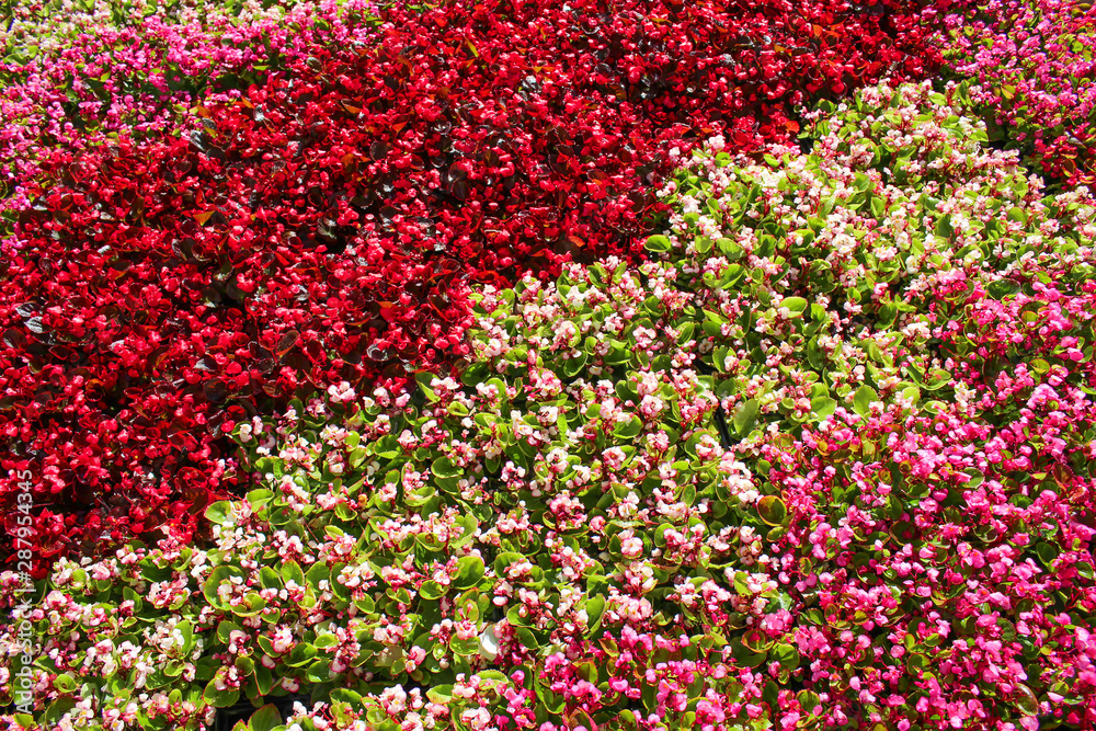 Floral background of red, pink, and white begonias