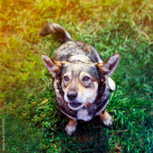 portrait of a cute brown dog sitting on the grass and smiles its ears and mou...