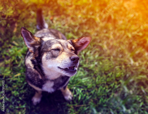 portrait of a cute brown dog sitting on the grass and smiles its ears and cov...
