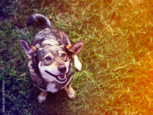 portrait of a cute brown dog sitting on the grass and smiles its ears and mou...