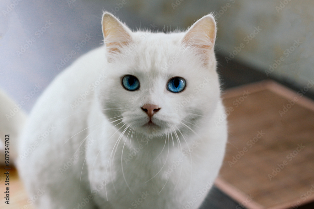 A cute fluffy white domestic cat with beautiful blue eyes sits on the kitchen table.