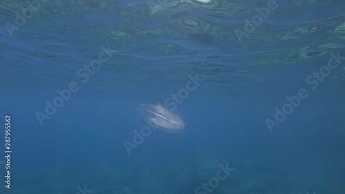 Comb Jelly swims in the blue water in sunray. American comb jelly, Warty Comb Jelly or Sea Walnut (Mnemiopsis leidyi) Underwater shot. Mediterranean Sea, Europe. photo