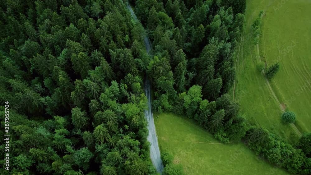 Aerial of cyclists ride in epic green forest Aerial of cyclists ride in epic green forest