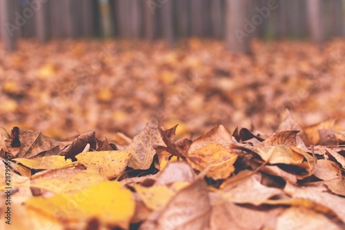 Close up of fallen autumn leaves in a forest in Mendoza, Argentina.
