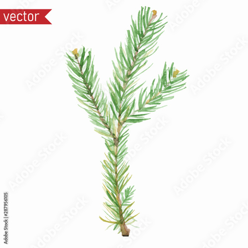Watercolor fir branch. Simple vector illustration of green branch with needles isolated on white background.