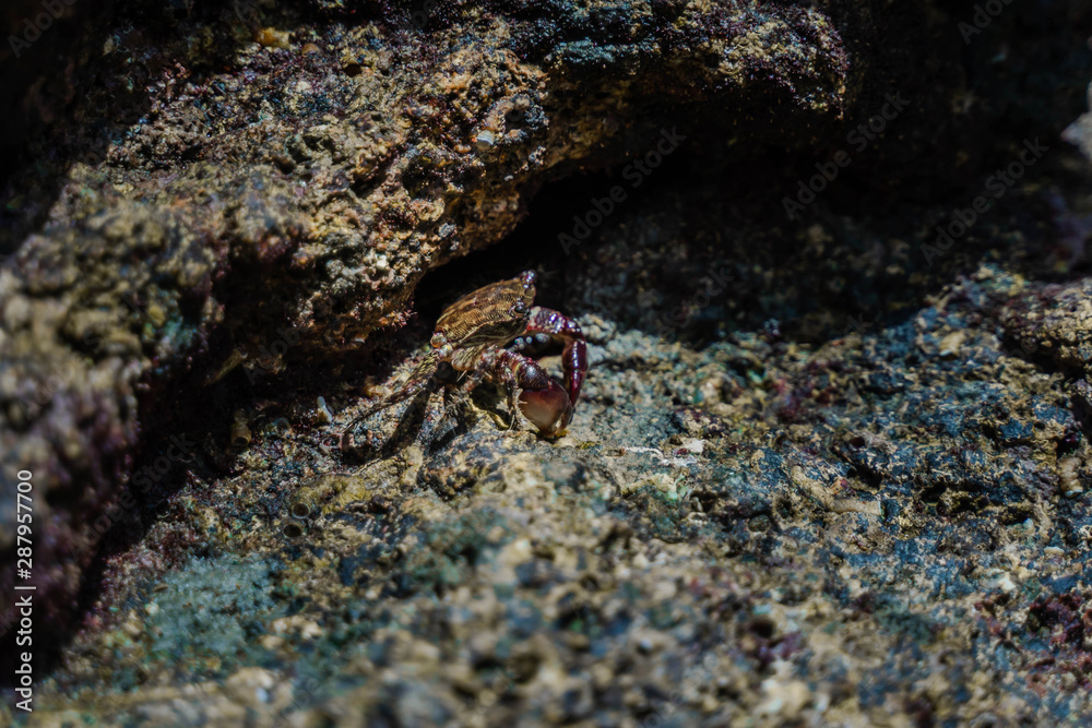 Marbled Rock Crab, Pachygrapsus Marmoratus. Crab Sitting On Rocks Near Sea Or Ocean At The Beach. Marbled Rock Crab, Pachygrapsus Marmoratus. Crab Sitting On Rocks Near Sea Or Ocean At The Beach.