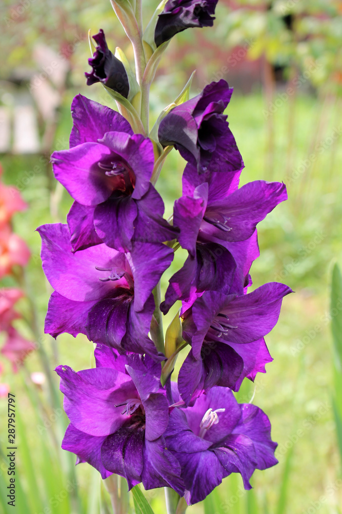 Purple flower of gladiolus in garden