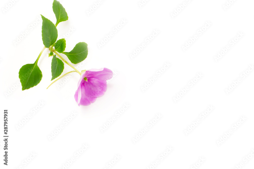 pansy rose sun flower in purple , red white on white back ground pansy rose sun flower in purple , red white on white back ground