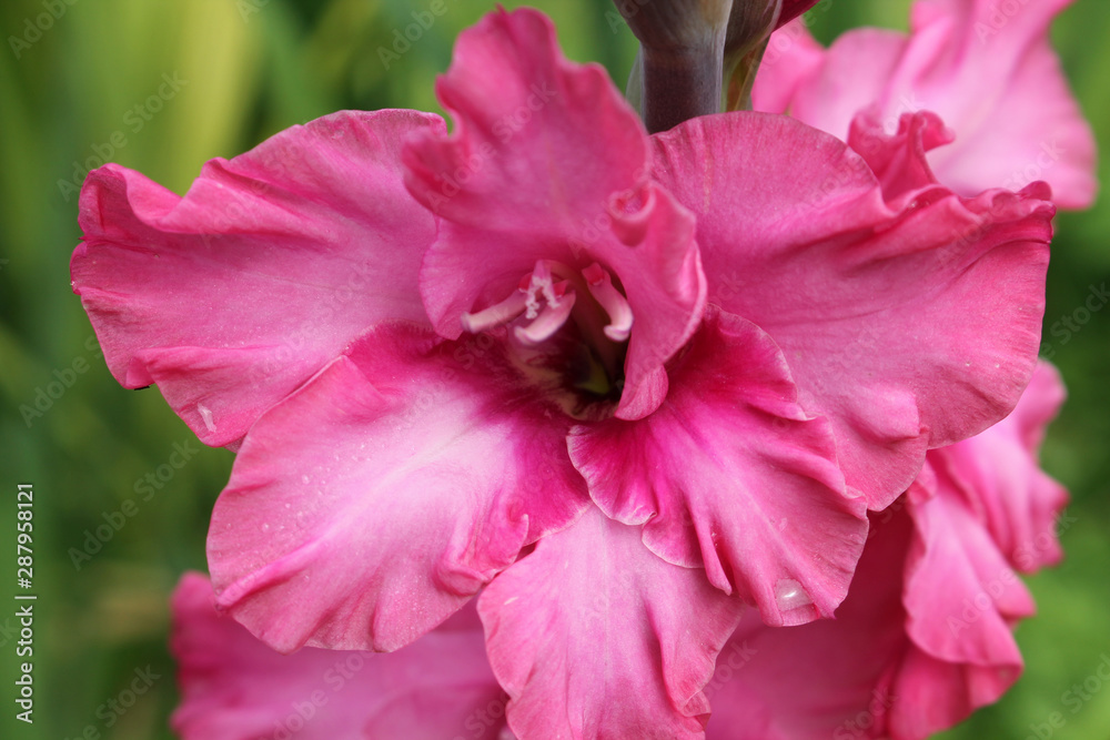 Bright pink flower of gladiolus close-up in garden