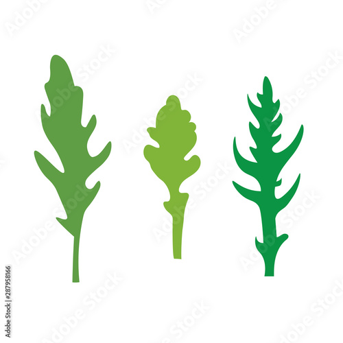 arugula, rucola leaves icon- vector illustration
