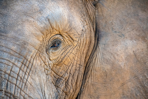 elephant eye close up in kruger park south africa