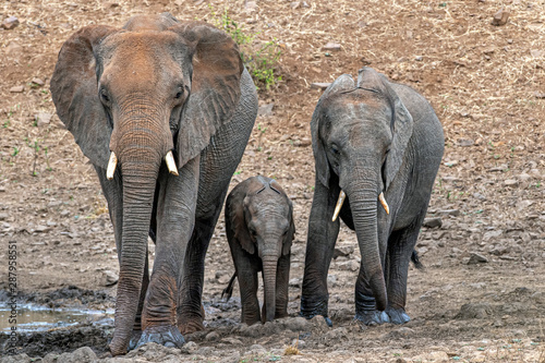 family with baby elephant in kruger park south africa