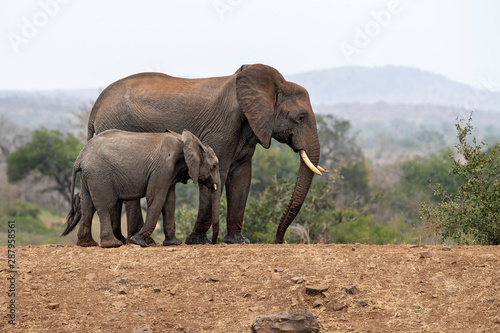 family with baby elephant in kruger park south africa