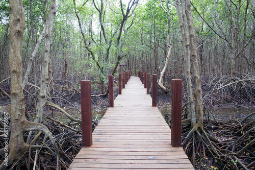 Picture of a wooden walkway to study the nature of the mangrove forest.