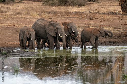 family with baby elephant in kruger park south africa