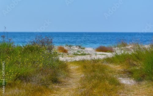country road leading to the blue sea through the steppe grass © orlovphoto