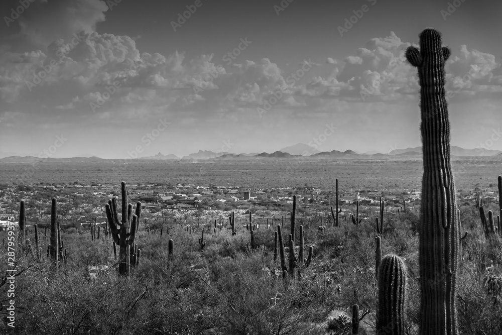 Desert Landscape in Black and White