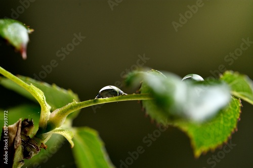 green leaves with water drops  diffuse dark green background