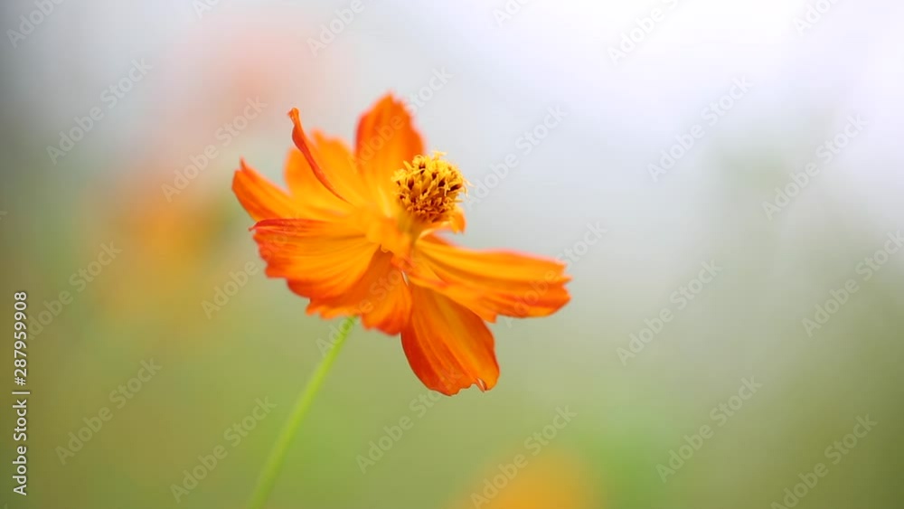 Outdoor spring blooming yellow orange yellow autumn flowers,Cosmos sulphureus Cav. Outdoor spring blooming yellow orange yellow autumn flowers,Cosmos sulphureus Cav.