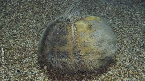 Sea Urchin Potato on seabed. Sea Potato or Common Heart Urchin (Echinocardium cordatum) photo