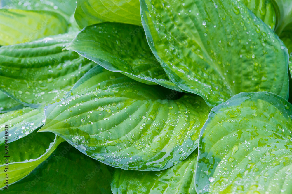 Obraz premium Raindrops and dew on the green leaves of the plant